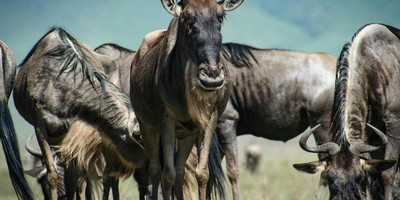 Ngorongoro crater day trip - Photo 5