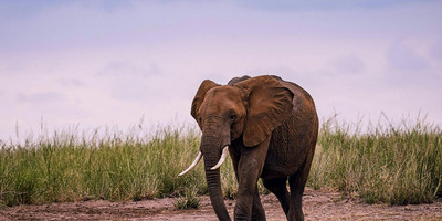 Ngorongoro crater day trip - Photo 6