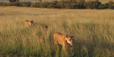 Ngorongoro crater day trip - Photo 10