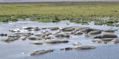 Ngorongoro crater full day trip - Photo 1