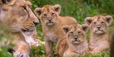 Spectacular 4 days masai mara / lake nakuru camping safari - Photo 1
