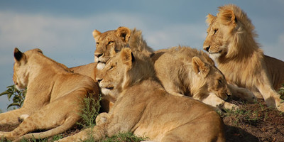 Spectacular 4 days masai mara / lake nakuru camping safari - Photo 2