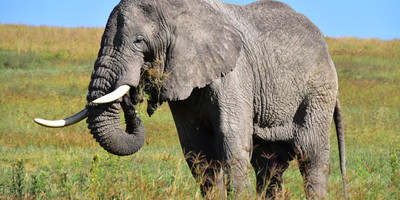 One day tanzania safari to tarangire national park - Photo 6