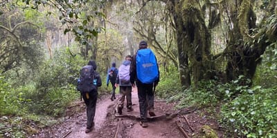 Open season day trip to mount kilimanjaro - Photo 10