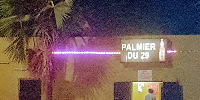 Palmier du 29 - Photo 1