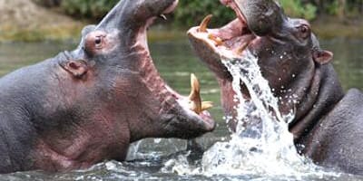 Papagei tours and safaris - Photo 2