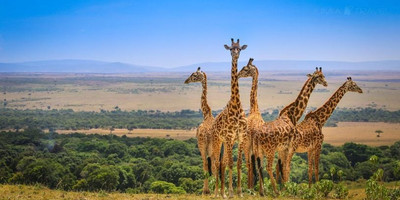 Masai mara park - Photo 1