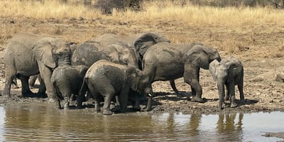 Pilanesberg safari from johannesburg - Photo 4