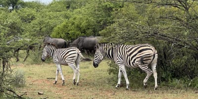 Pilanesberg safari from johannesburg - Photo 2