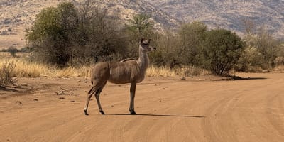 Pilanesberg safari from johannesburg - Photo 5