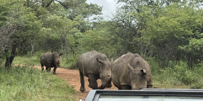 Pilanesberg safari from johannesburg - Photo 3