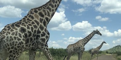 Pilanesberg safari from johannesburg - Photo 6