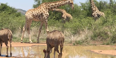 Pilanesberg safari from johannesburg - Photo 7