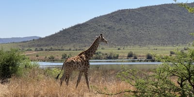 Pilanesberg safari from johannesburg - Photo 8
