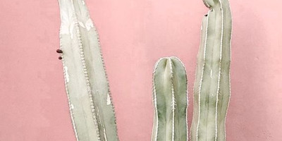 Pink Cactus - Photo 1