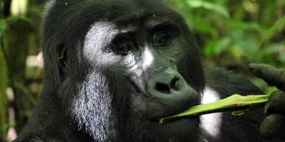 5 days uganda gorillas and wildlife safari - Photo 1