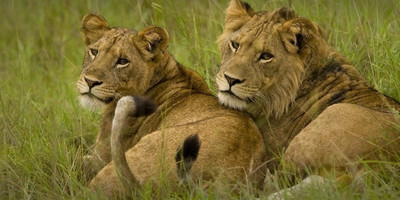 Queen elizabeth national park 4 days tour - Photo 1
