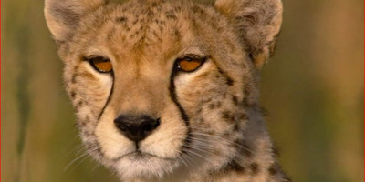 3 days queen elizabeth safari tour in uganda - Photo 1