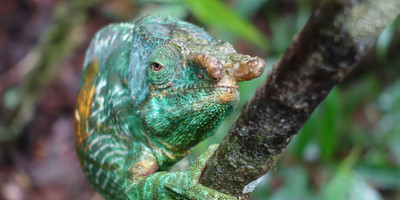 Rainforests to canyons tour - Photo 6