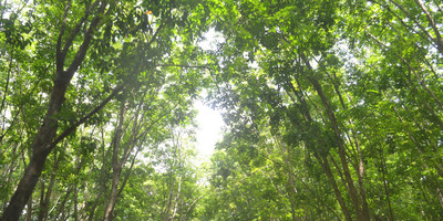 Rando bio à tiassalé - Photo 3
