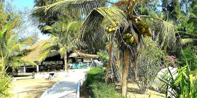 Restaurant et hébergement au campement les baobabs - Photo 48