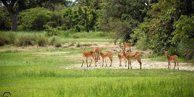 Deux jours de safari au bénin - Photo 7