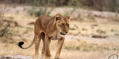Deux jours de safari au bénin - Photo 4