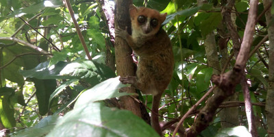 Nosy-be : reserve lokobe and coeing tour with lunch - Photo 6
