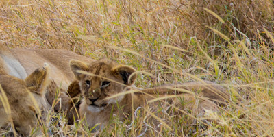 Safari tanzanie 2 jours - Photo 7