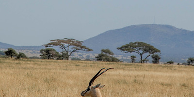 Safari tanzanie 2 jours - Photo 5