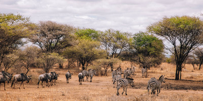 Safari tanzanie 2 jours - Photo 9