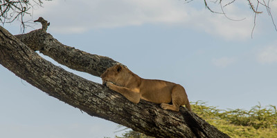 Safari tanzanie 2 jours - Photo 3