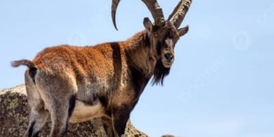 4 days simien mountain wildlife and safari tour - Photo 10