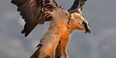 4 days simien mountain wildlife and safari tour - Photo 11
