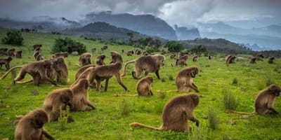 4 days simien mountain wildlife and safari tour - Photo 1