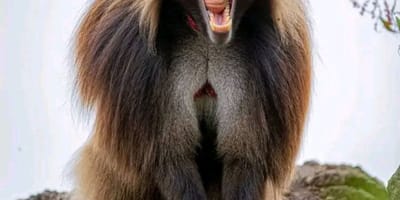 4 days simien mountain wildlife and safari tour - Photo 4