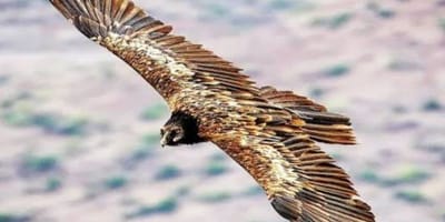 4 days simien mountain wildlife and safari tour - Photo 17