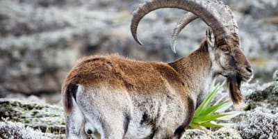 4 days simien mountain wildlife and safari tour - Photo 3