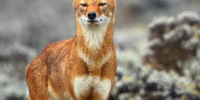 4 days simien mountain wildlife and safari tour - Photo 18