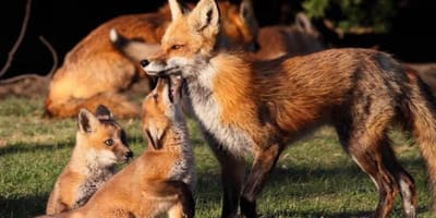 4 days simien mountain wildlife and safari tour - Photo 15