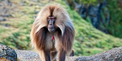 4 days simien mountain wildlife and safari tour - Photo 9
