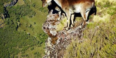 4 days simien mountain wildlife and safari tour - Photo 16