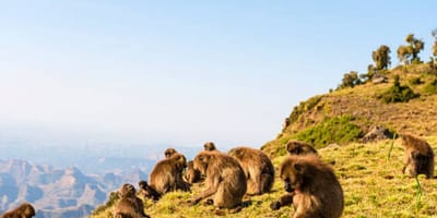 4 days simien mountain wildlife and safari tour - Photo 6