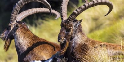 4 days simien mountain wildlife and safari tour - Photo 2