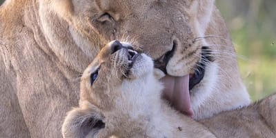 Safaris adventure bookers - Photo 3