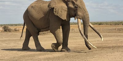 Safaris adventure bookers - Photo 1