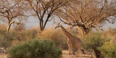Samburu luxury safari - Photo 3