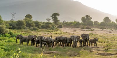 Samburu luxury safari - Photo 5