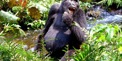 Self drive safaris and guided safaris - Photo 1