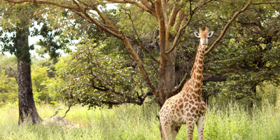 Senegal fathala park - Photo 4
